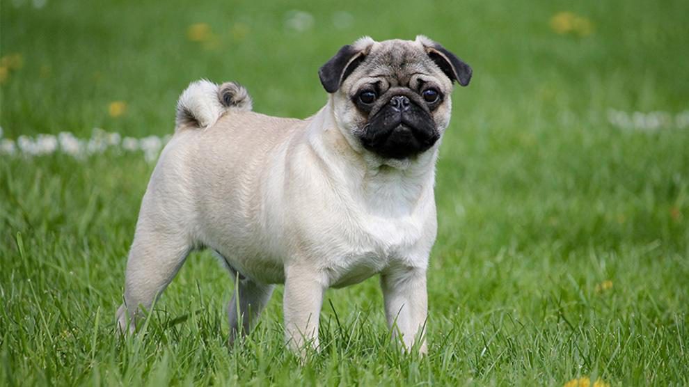 Pug