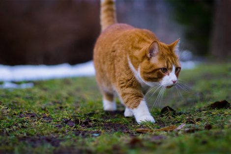 Siberian Cat