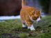 Siberian Cat