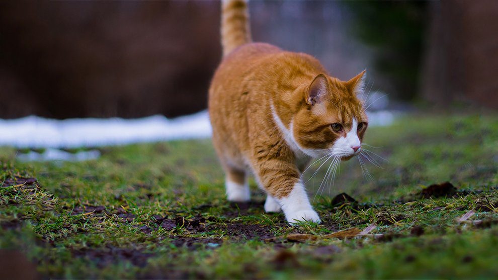 Siberian Cat