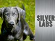 Silver Lab Puppies