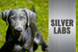 Silver Lab Puppies