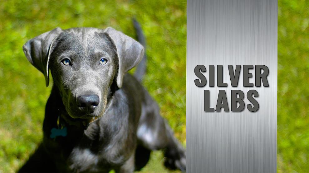 silver and gold labradors