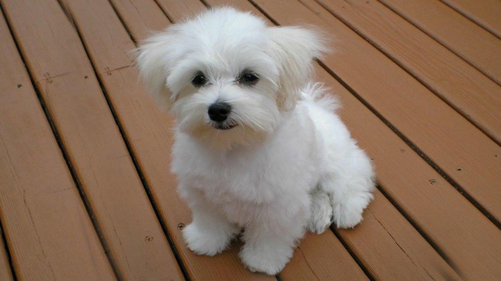 cute puppy breeds small