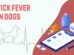 Tick Fever In Dogs