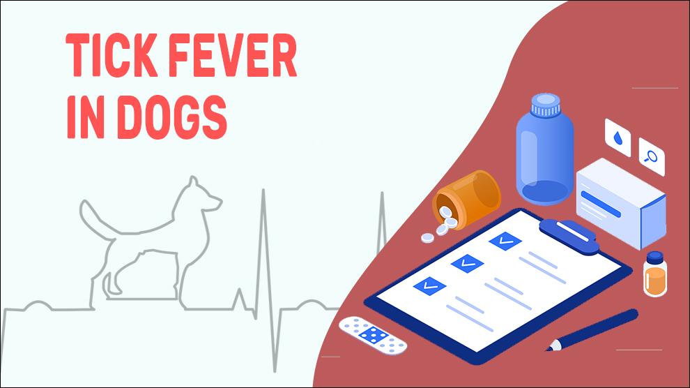 Tick Fever In Dogs