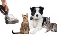 Best Vacuums For Pet Hair