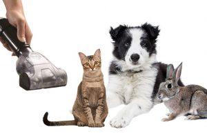 Best Vacuums For Pet Hair