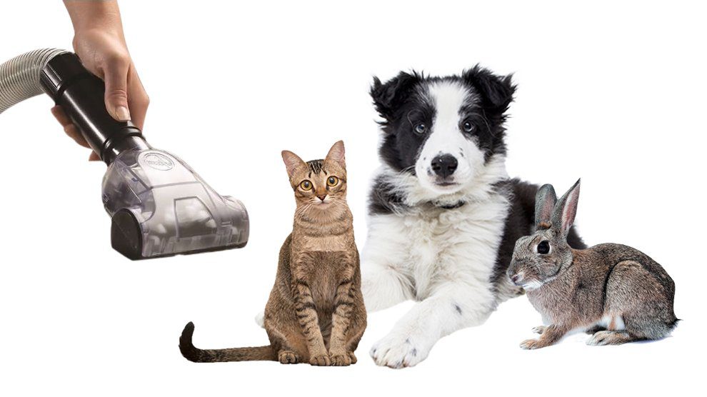 Best Vacuums For Pet Hair