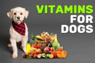 Vitamins For Dogs