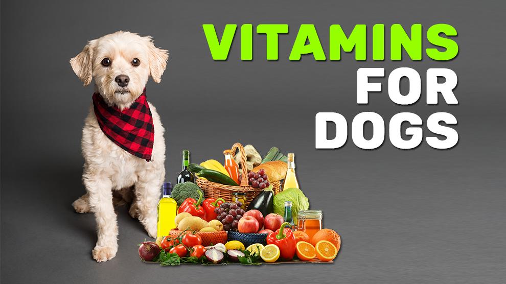 what is vitamin a good for in dogs