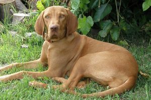 Vizsla Puppies