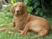 Vizsla Puppies
