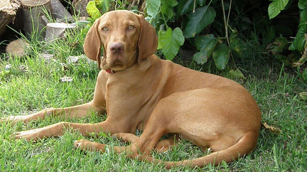 koppertone vizsla