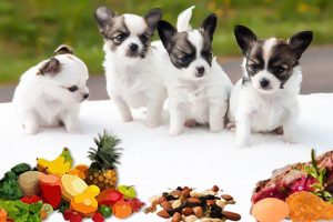 What Foods Can Dogs Eat