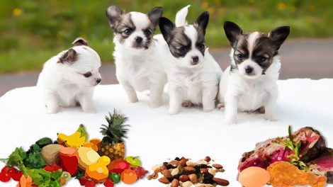 What Foods Can Dogs Eat