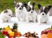 What Foods Can Dogs Eat