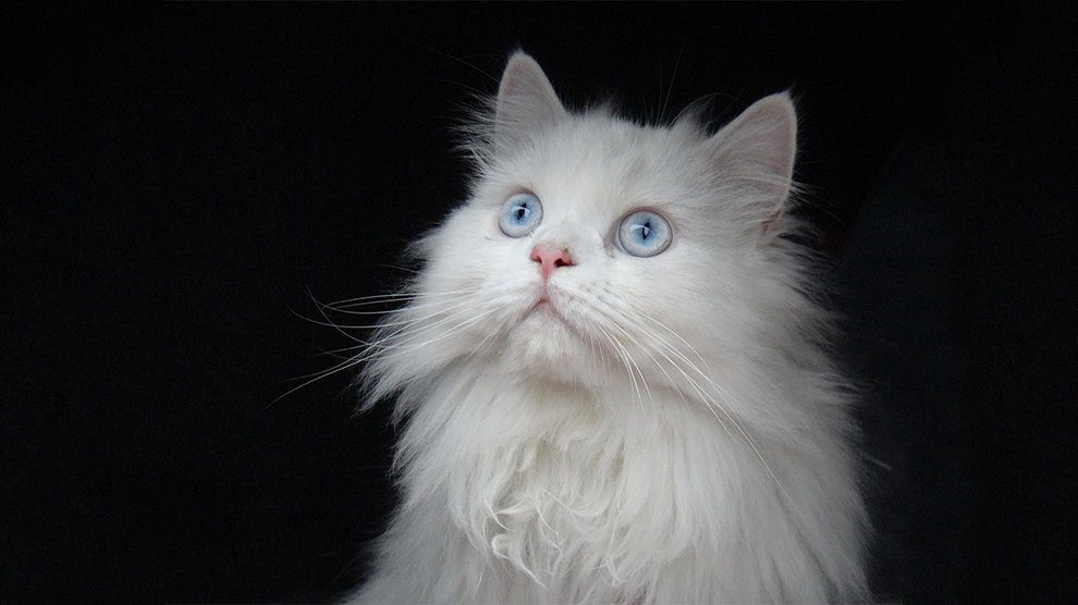 facts about white cats