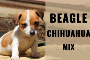 Beagle Chihuahua Mix