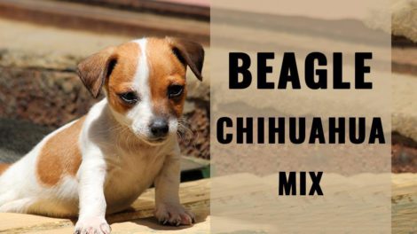 Beagle Chihuahua Mix