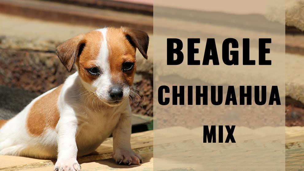 Beagle Chihuahua Mix