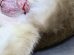Cancer In Cats