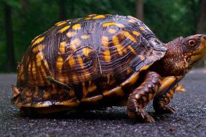 Box Turtles Care