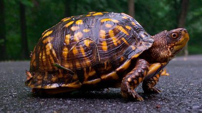 Box Turtles Care