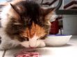 Can Cats Eat Ham