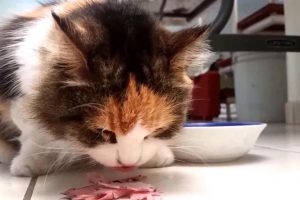 Can Cats Eat Ham