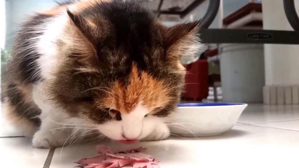 Can Cats Eat Ham