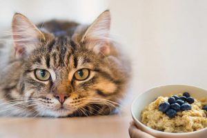 Can Cats Eat Oatmeal