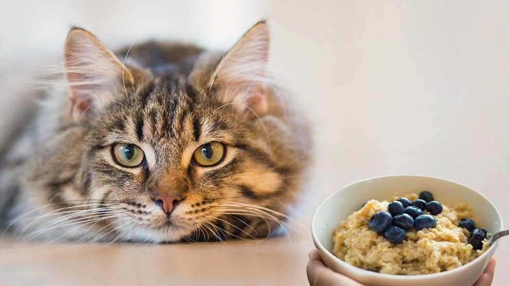 Can Cats Eat Oatmeal? Yummy Oatmeal Treat Recipe For Cats Petmoo
