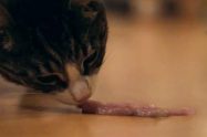 Can Cats Eat Bacon