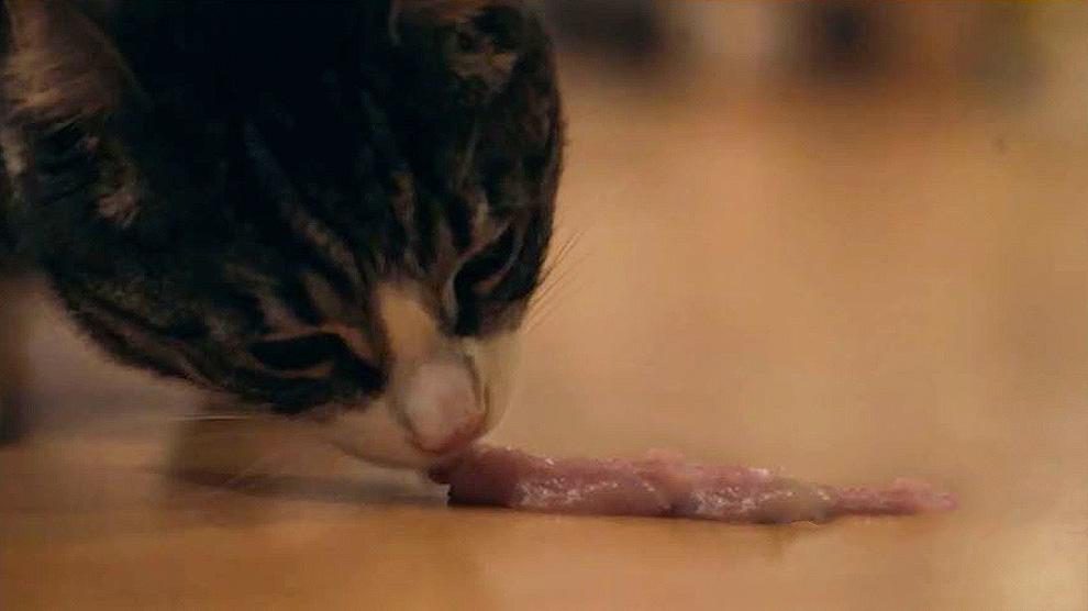 Can Cats Eat Bacon