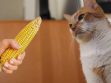 Can Cats Eat Corn