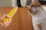 Can Cats Eat Corn