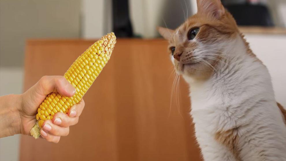 Можно котам кукурузу. Кот с кукурузой. Котята в кукурузе. Кошка и кукуруза. Кот ест кукурузу.
