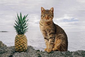 Can Cats Eat Pineapple?