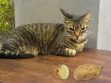 Can Cats Eat Potatoes