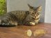 Can Cats Eat Potatoes