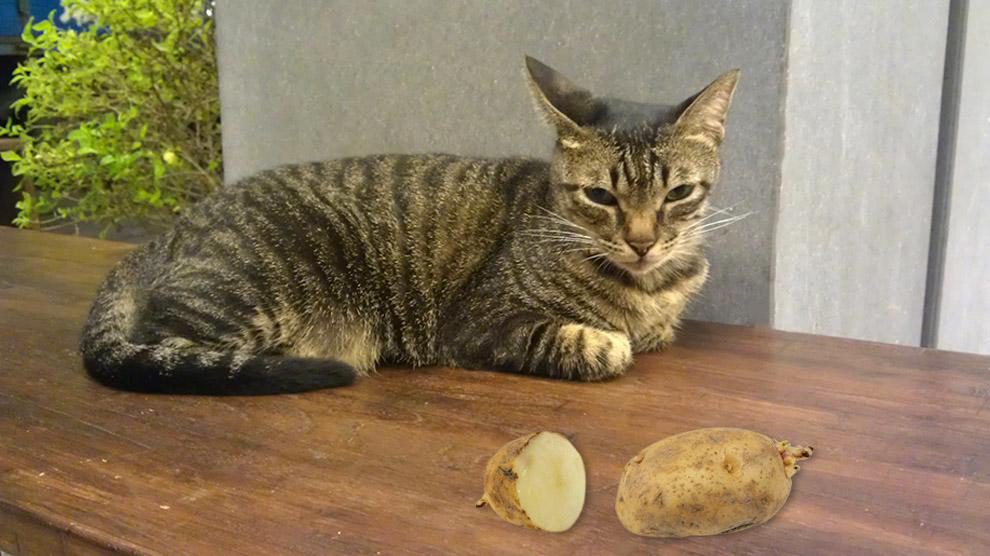 Can Cats Eat Potatoes