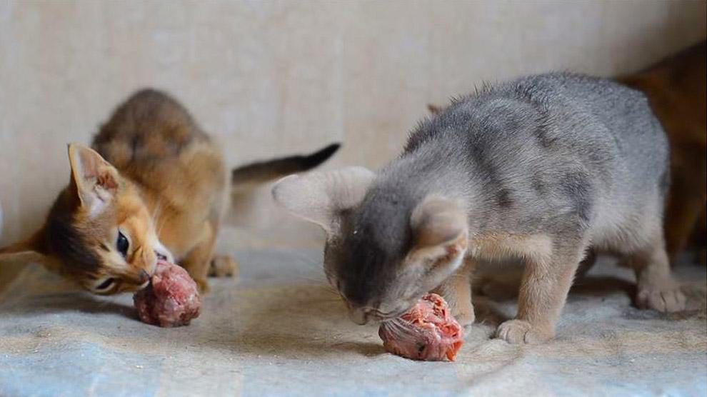 Can Cats Eat Raw Chicken