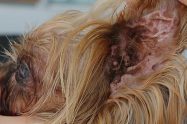 Cauliflower Ear In Dogs