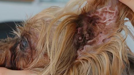 Cauliflower Ear In Dogs