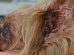 Cauliflower Ear In Dogs