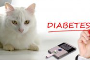 Diabetes In Cats