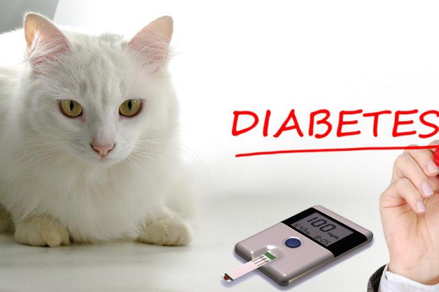 Diabetes In Cats
