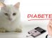 Diabetes In Cats