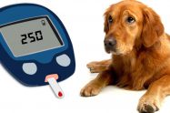 Diabetes In Dogs